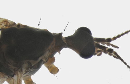 Pseudolimnophila lucorum male head