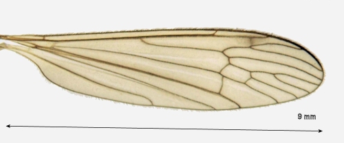 Pseudolimnophila lucorum wing