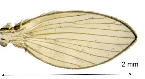 Psychoda lobata wing