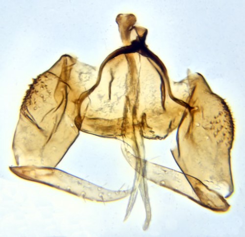 Psychoda satchelli dorsal