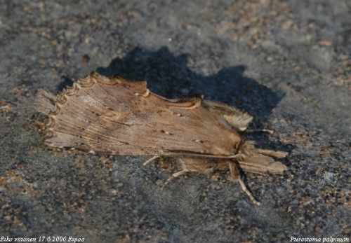 Pterostoma_palpinum 17.6.2002 U:Espoo