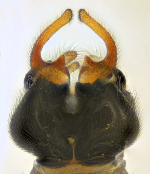 Ptychoptera hugoi dorsal