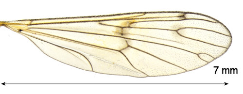 Ptychoptera hugoi wing