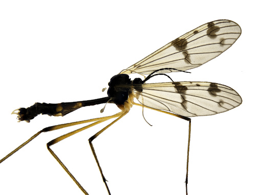 Ptychoptera lacustris