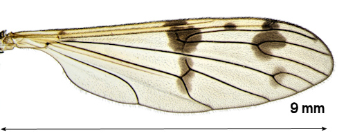 Ptychoptera lacustris wing