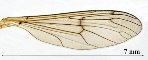 Ptychoptera minuta wing