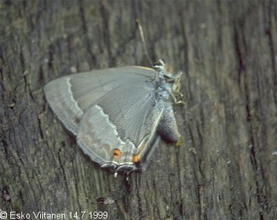 Favonius quercus Öölanti 14.7.1999