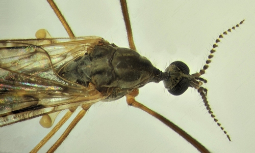 Rhipidia maculata female
