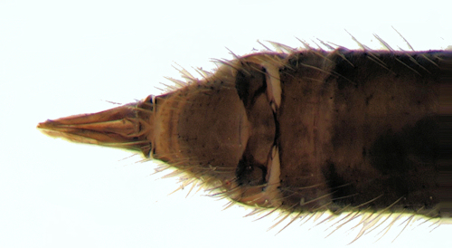 Rhipidia maculata female ventral