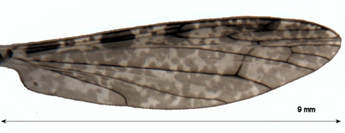 Rhipidia maculata wing
