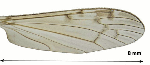 Rhipidia uniseriata wing