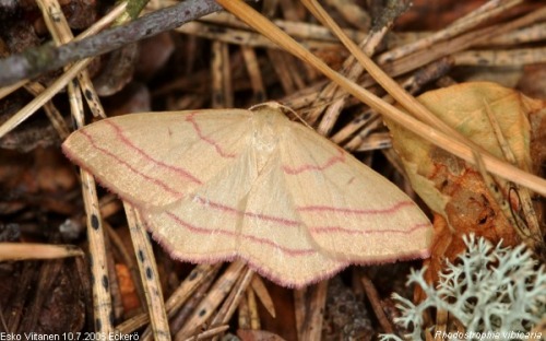 Rhodostrophia vibicaria Åland Eckerö 10.7.2006