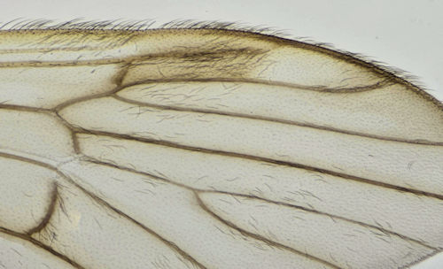 Rhypholophus haemorrhoidalis wing