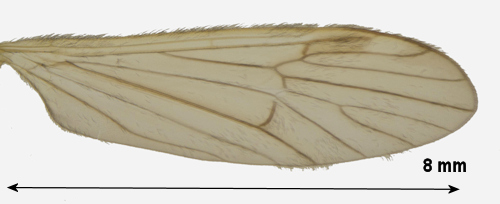 Rhypholophus haemorrhoidalis wing