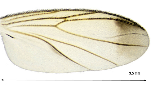 Rondaniella dimidiata wing