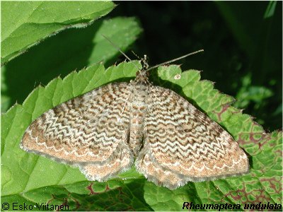 Rheumaptera undulata EH:orivesi 684:35 28.6.2001