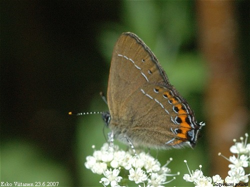 Satyrium pruni 23.6.2007 Orivesi asema