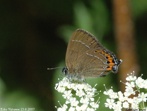 Satyrium pruni 23.6.2007 Orivesi asema