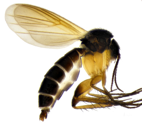 Sceptonia fumipes