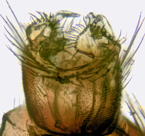 Sceptonia longisetosa ventral