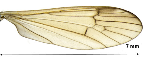 Scleroprocta pentagonalis wing