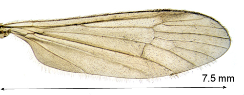 Scleroprocta sororcula wing