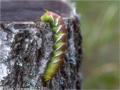 Sphinx ligustri 20.7.1999 Nummi-Pusula