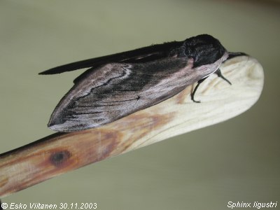 Sphinx ligustri 30.11.2003 Jämsänkoski