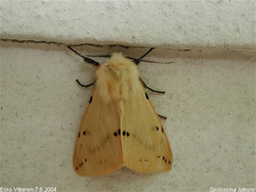 Spilosoma luteum 7.6.2004 Espoo