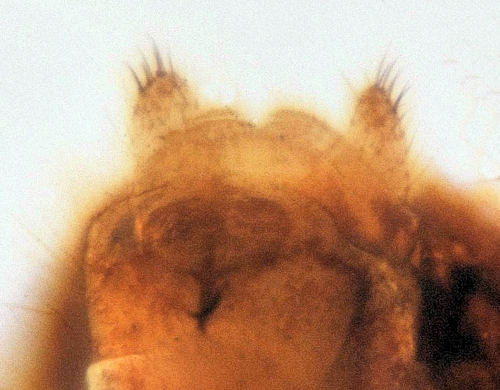 Sylvicola cinctus ventral