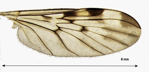 Sylvicola cinctus wing