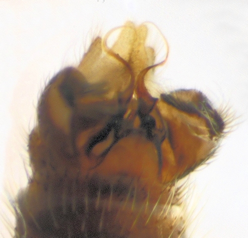 Sylvicola stackelbergi ventral