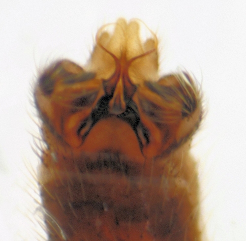 Sylvicola stackelbergi ventral