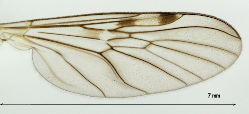 Sylvicola_stackelbergi wing