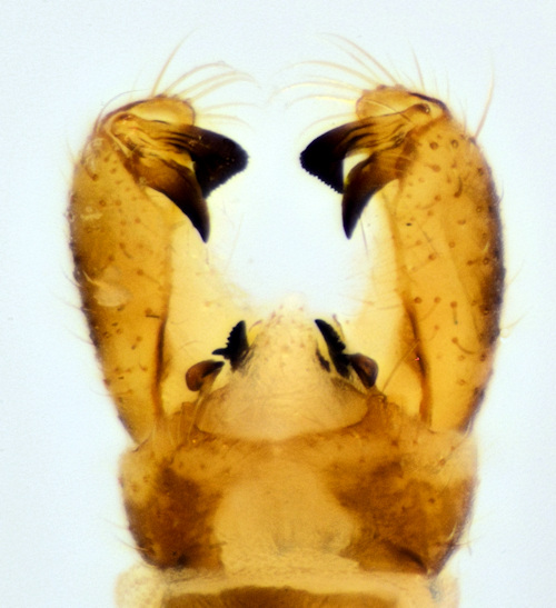 Symplecta hybrida dorsal