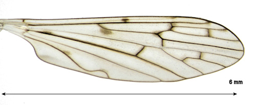 Symplecta hybrida wing