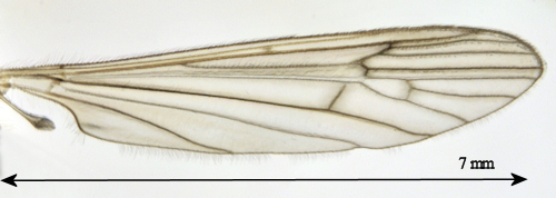 Symplecta pilipes  wing