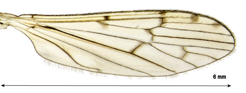 Symplecta stictica wing
