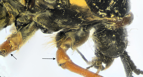 Tanyptera atrata lateral