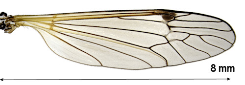 Tanyptera nigricornis wing