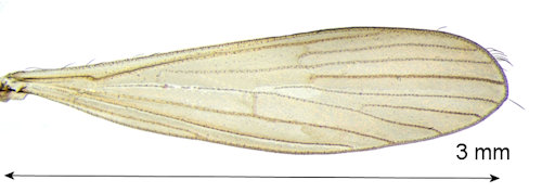 Tasiocera exigua  wing