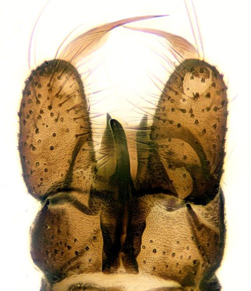 Tasiocera fuscescens dorsal