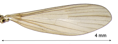 Tasiocera fuscescens  wing