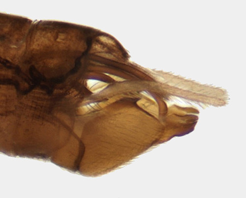 Tinodes waeneri male lateral