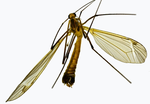 Tipula affinis male