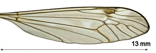 Tipula bistilata wing