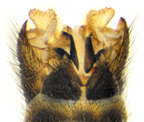 Tipula circumdata male dorsal