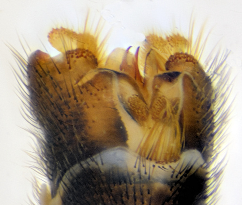 Tipula circumdata male ventral