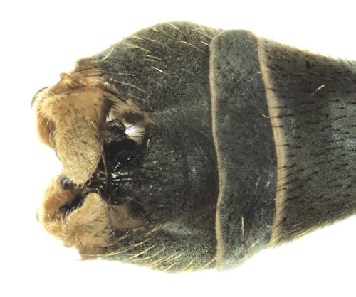 Tipula coerulescens male dorsal