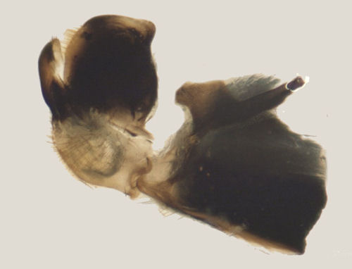 Tipula coerulescens male gonostylus